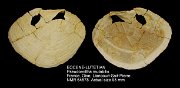 EOCENE-LUTETIAN Pseudomiltha mutabilis